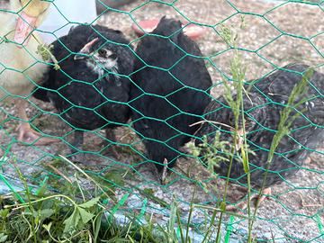 Pulcinotti di marans e legbar