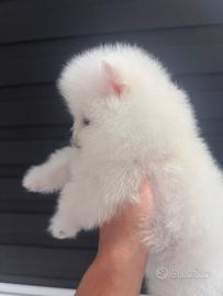 Volpini Spitz nano Pomerania Toy puppy