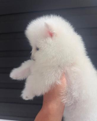 Volpini Spitz nano Pomerania Toy puppy