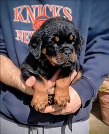 Rottweiler cuccioli femmina