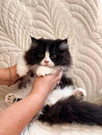 Gattino Persiano Bicolore