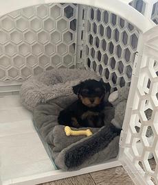 Yorkshire cuccioli disponibili
