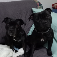 Staffordshire Bull Terrier