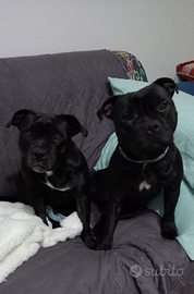 Staffordshire Bull Terrier