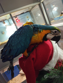 Ara arauna allevata a mano