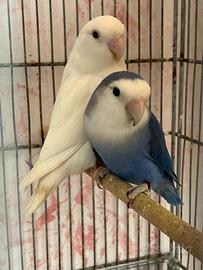 Pulli inseparabile roseicollis