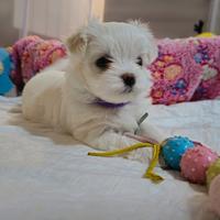 Cuccioli di Maltese