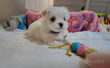 Cuccioli di Maltese