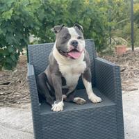 American bully maschio