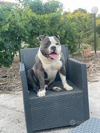 American bully maschio