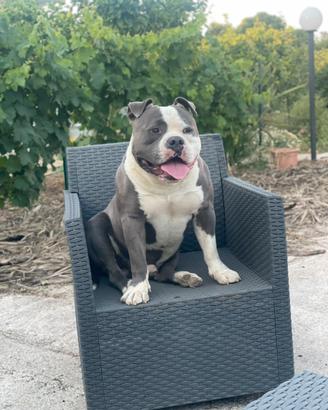 American bully maschio