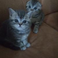 Scottish fold e stright