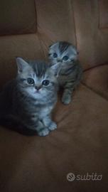 Scottish fold e stright