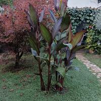 canna Giant Russian Red 