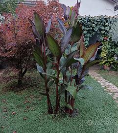 canna Giant Russian Red 