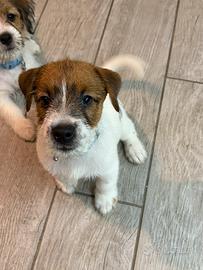 Jack Russell Terrier Pedigree ENCI Broken