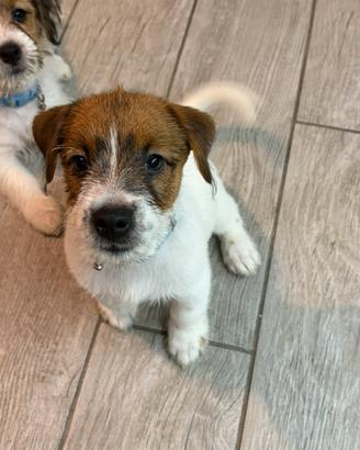 Jack Russell Terrier Pedigree ENCI Broken