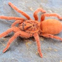 Neolothele incei e incei gold