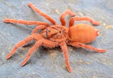 Neolothele incei e incei gold