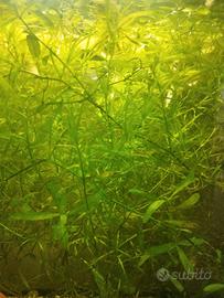 Piante acquario laghetto