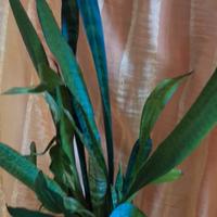 5 sansevieria per idrocultura 