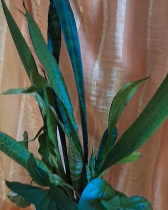 5 sansevieria per idrocultura 