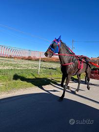 Cavallo mezza taglia