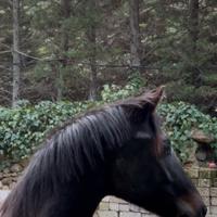 Stallone Oldemburgo dressage bloodline