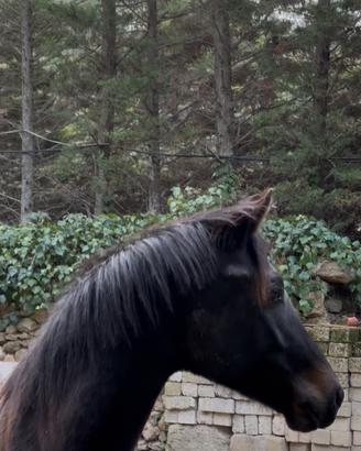 Stallone Oldemburgo dressage bloodline