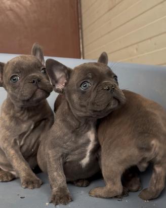 Cuccioli di bouledogue francese