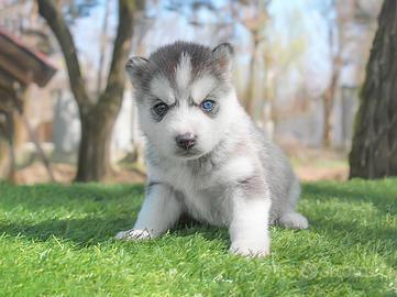 Husky cucciola grigia e bianca