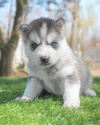 Husky cucciola grigia e bianca