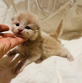 Gattino Siberiano Ipoallergenico Oddi