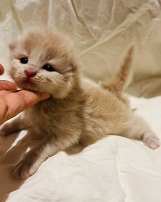 Gattino Siberiano Ipoallergenico Oddi