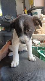 2 cucciole piccola taglia pronte per essere adotta