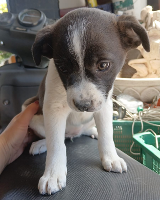 2 cucciole piccola taglia pronte per essere adotta