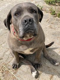 Cane corso femmina 4 anni