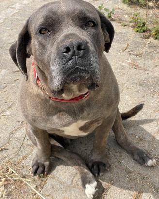 Cane corso femmina 4 anni