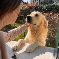 Golden retriever per accoppiamento