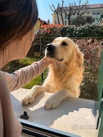 Golden retriever per accoppiamento