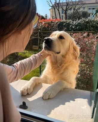 Golden retriever per accoppiamento