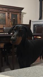 Doberman maschio sterilizzato