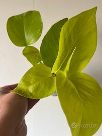Pacchetto Scindapsus/epipremnum