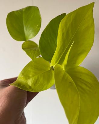 Pacchetto Scindapsus/epipremnum