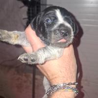 Bracchipointer da tartufo