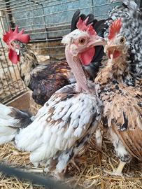 Galline galli