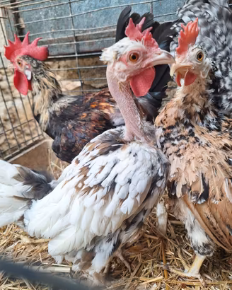 Galline galli