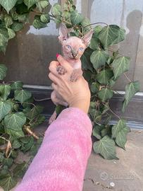 Gatti Sphynx cuccioli