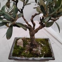 bonsai di ulivo 