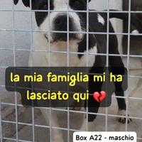 Mirko amstaff 8 anni